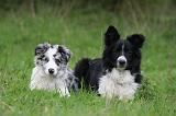 BORDER COLLIE 1572